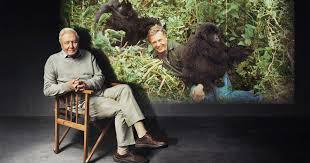 Gorilla 