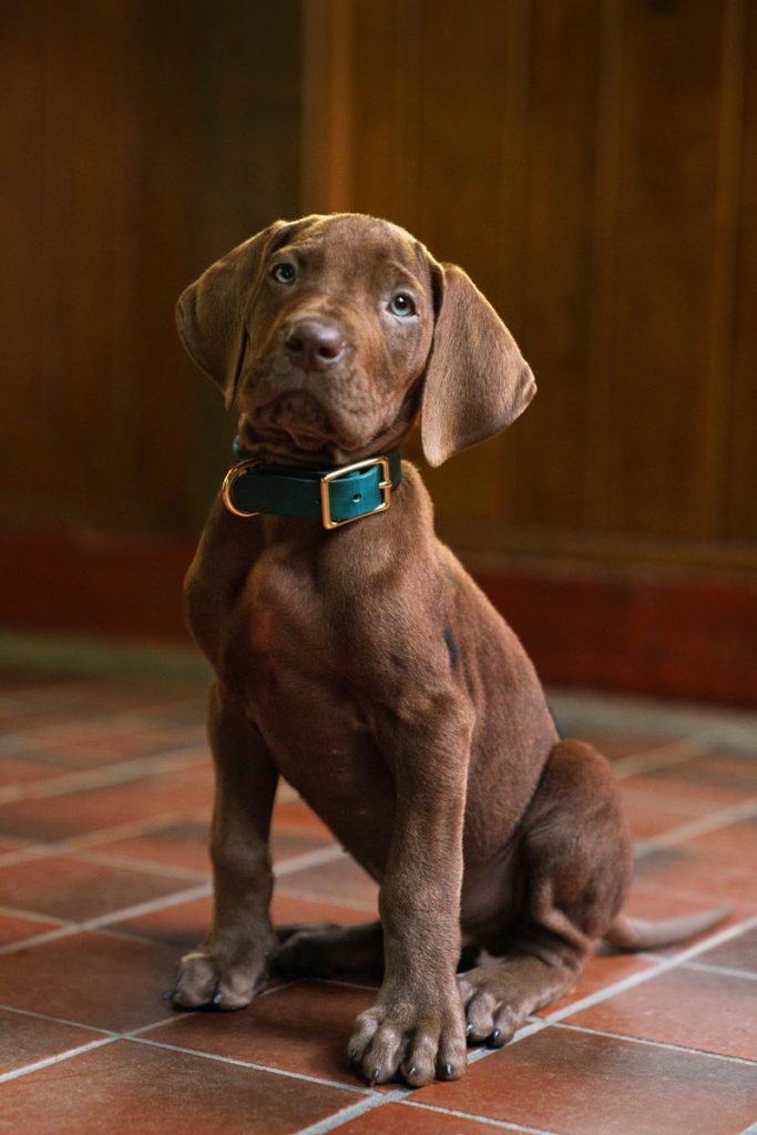 Scooby Doo