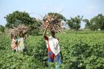India’s Harvest Runs on Women’s Labor — So Why Doesn’t the Record Show It?