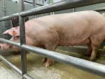 Transplanted Pig Kidney Still Working After Nine Months: Breakthrough